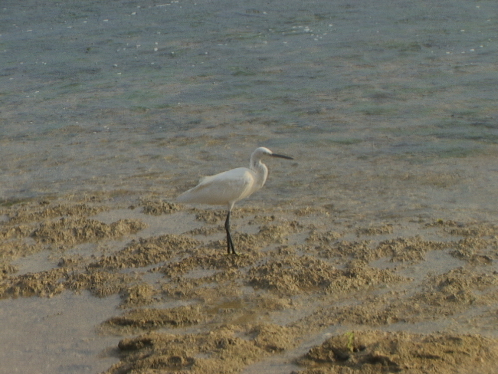 Beach (5)