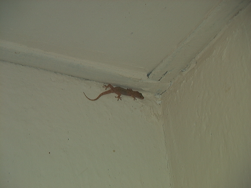 Gecko (2)