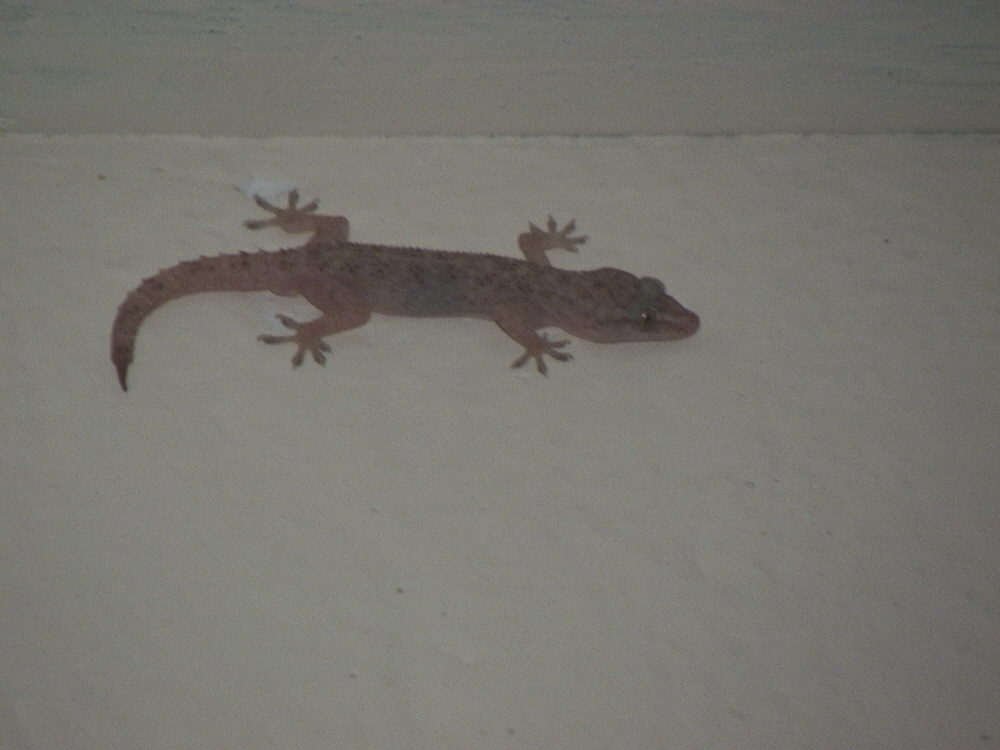 Gecko (3)