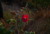 IMGP1074