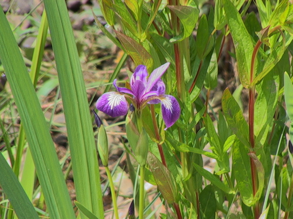 Iris sibirica