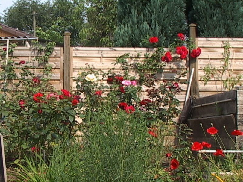 Mohn