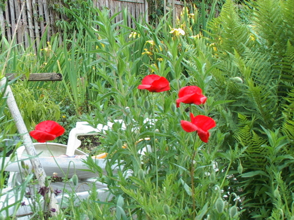 Mohn2