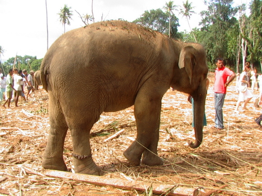 Sri Lanka 018