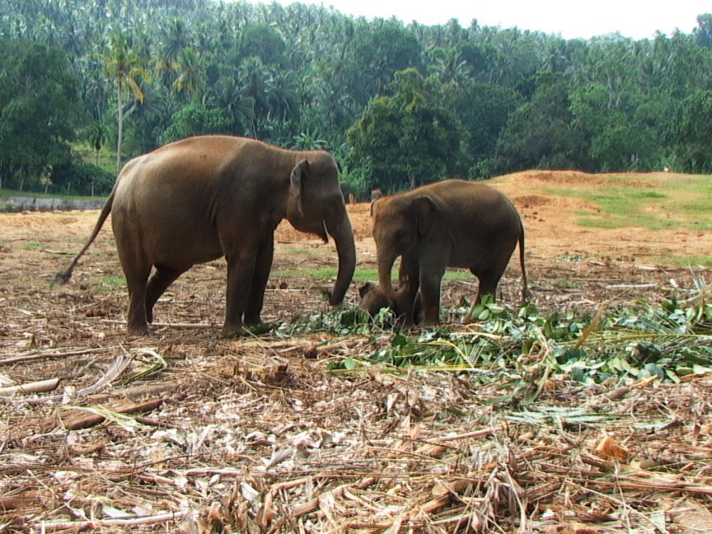 Sri Lanka 020