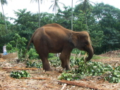 Sri Lanka 021