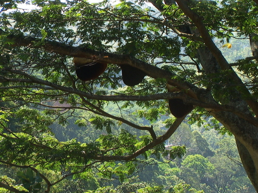 Sri Lanka 075