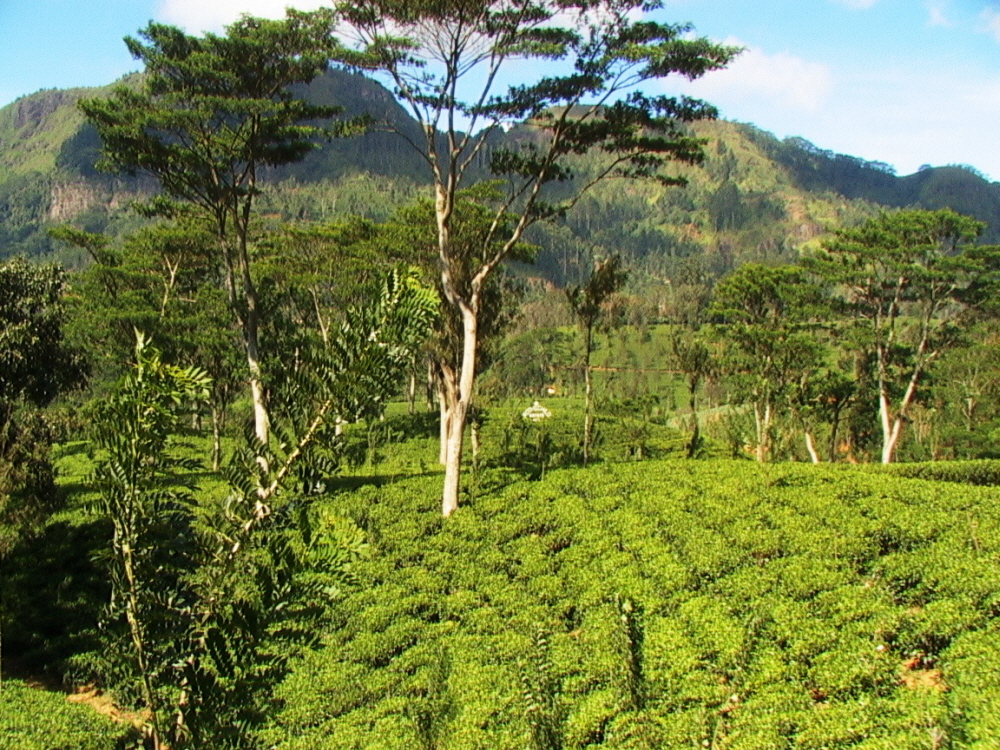 Sri Lanka 081