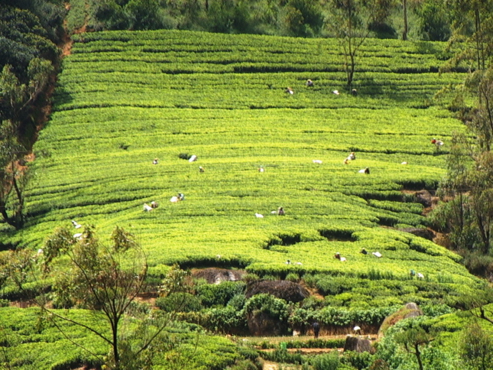 Sri Lanka 138