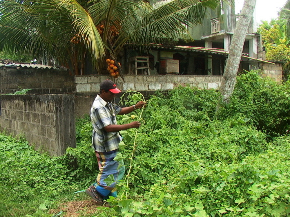 Sri Lanka 174