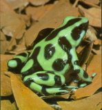 auratus