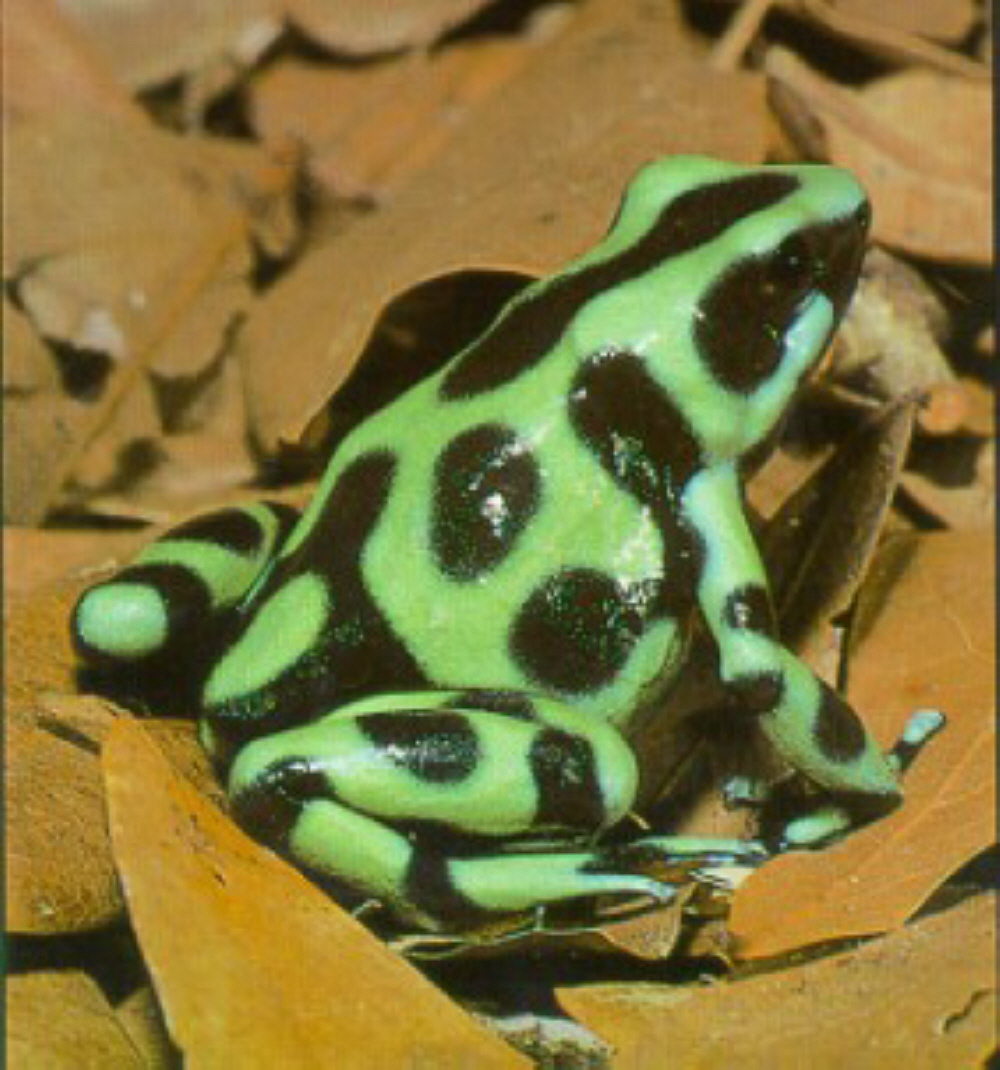 auratus