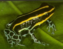 vittatus